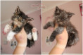 /album/o5-alom-litter/heart-stealer-n5-litter-06-weeks-old-01-jpg2/